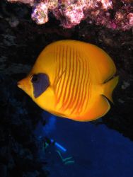 Masked butterfly fish and diver taken in St Johns reef, R... by Paul Spiers 